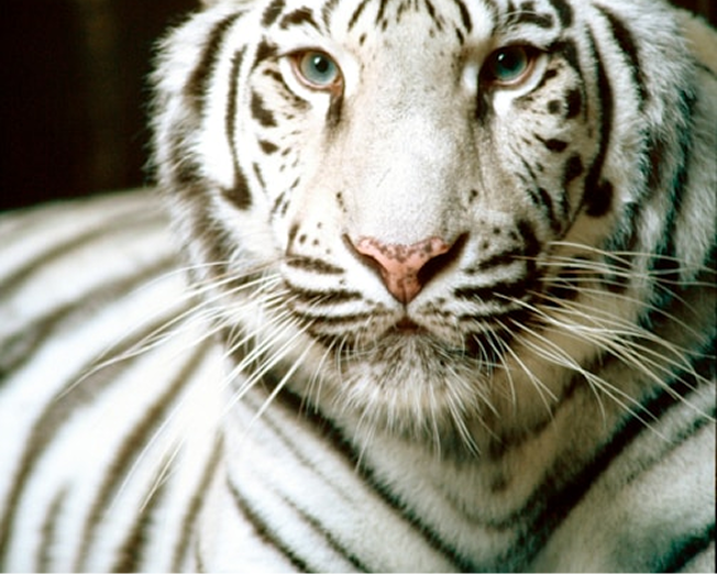 영어 듣기 & 말하기 이미지